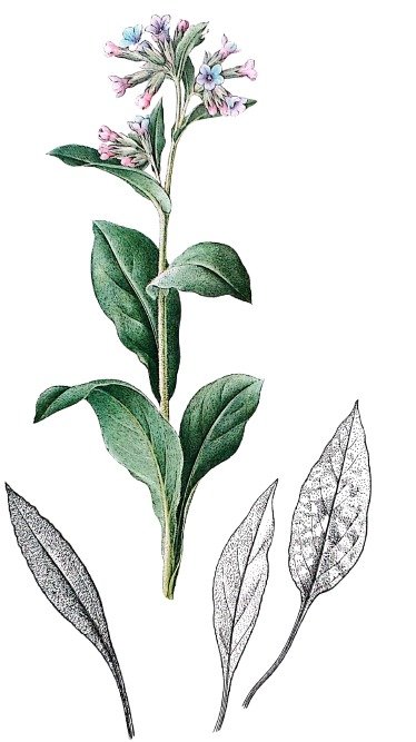 Pulmonaire officinale